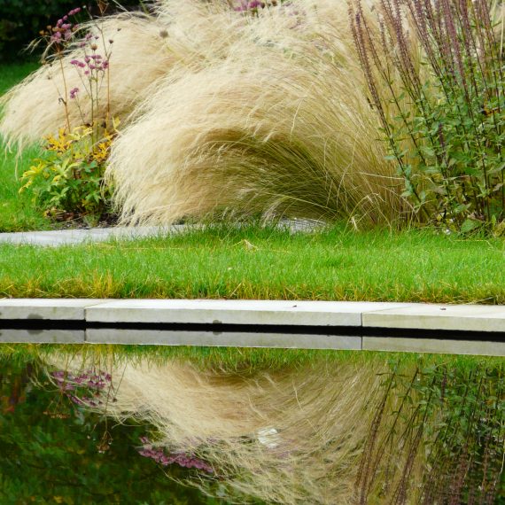 Stipa tenuissima reflected in pond