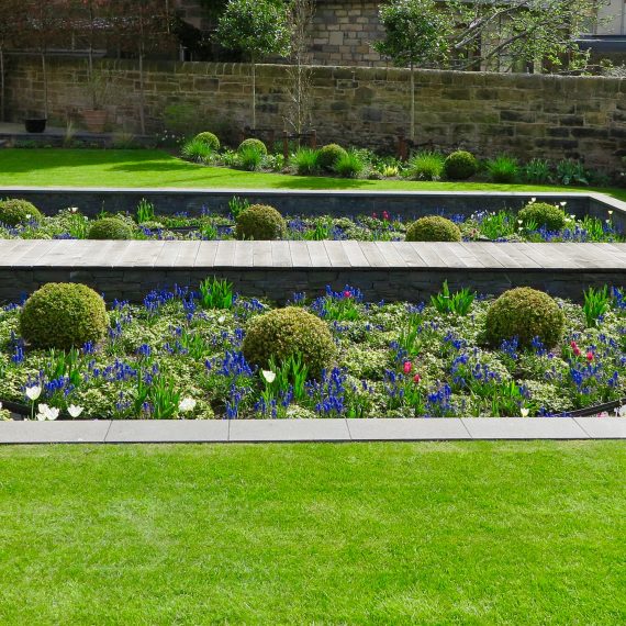 Spring in the sunken garden with grape hyacinths and tulips. Designed by Carolyn Grohmann