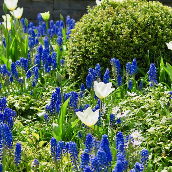 Spring in the sunken garden with grape hyacinths and tulips. Designed by Carolyn Grohmann