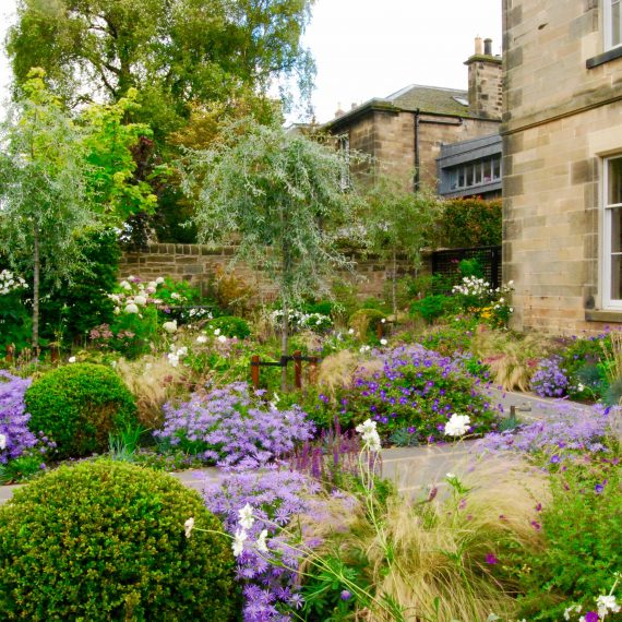 Front garden, clipped box balls, herbaceous planting, designed by Carolyn Grohmann