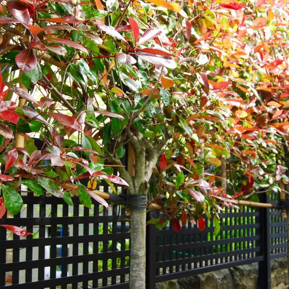 Pleached Photinias and black square trellis, garden designed by Carolyn Grohmann