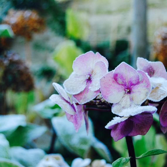 Morningside garden, frosted Hellebores, garden design by Carolyn Grohmann, Secret Gardens