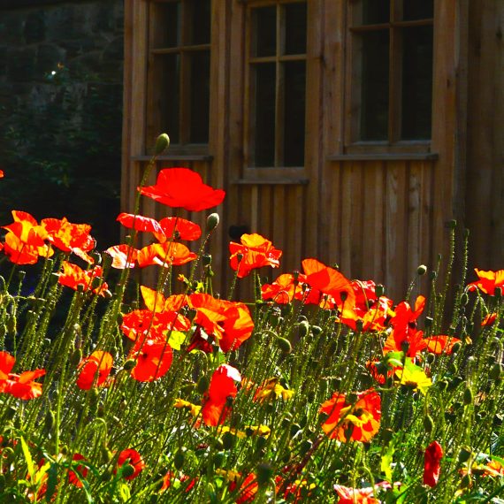 Annual poppies and Scottish larch shed