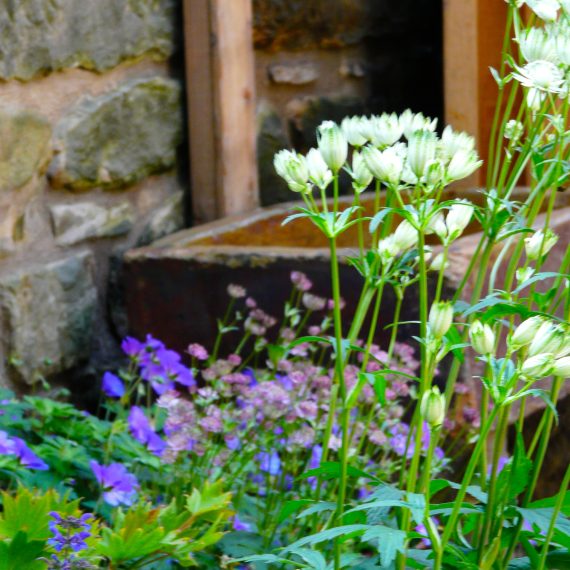 Stone trough with Astrantia in foreground