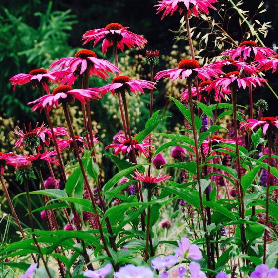 Echinacea Rubinstern and mixed herbaceous planting using long flowering species and packed with colour, designed by Carolyn Grohmann
