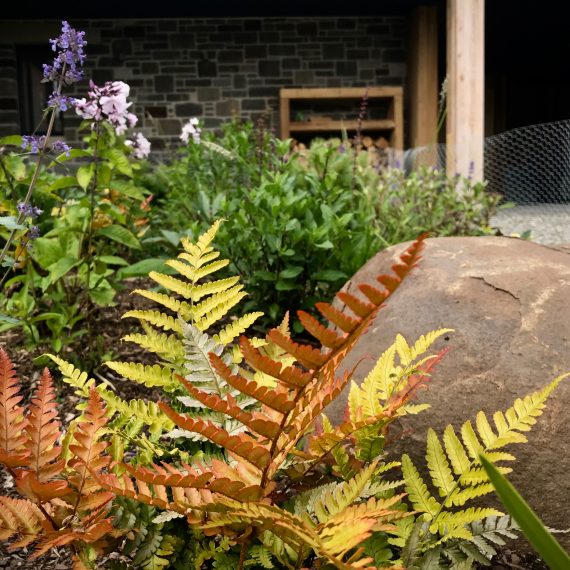 Dryopteris erythrosora at the front door. Designed by Carolyn Grohmann