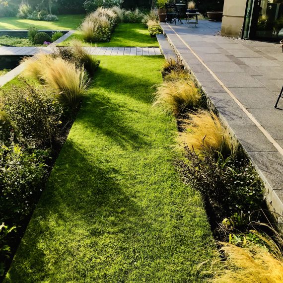 Stipa tenuissima in prairie planting