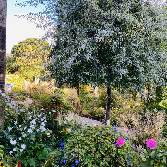 Pyrus Pendula in front garden