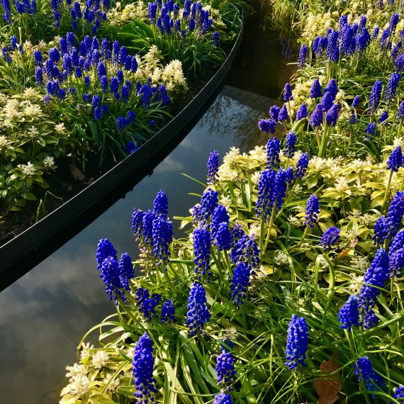 Water feature rill in sunken garden, Muscari armeniacum