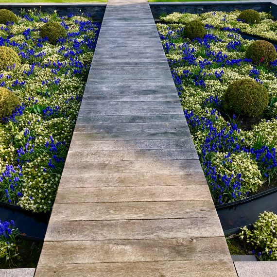 Timber boardwalk across sunken garden planted with Muscari Armeniacum