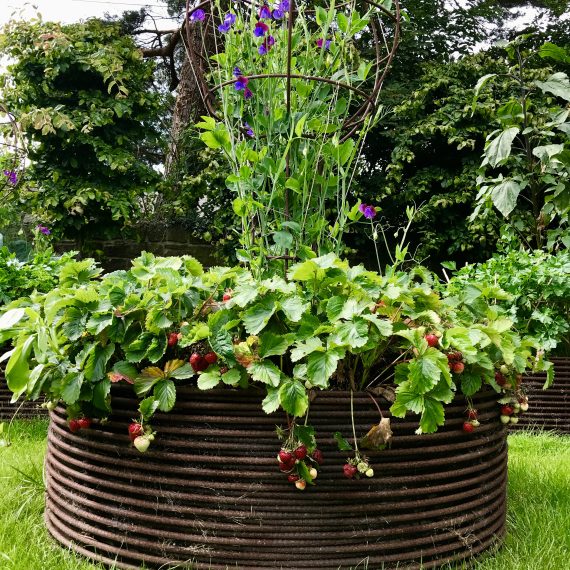 Rebar raised bed with strawberries