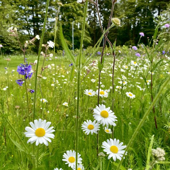 Perennial meadow