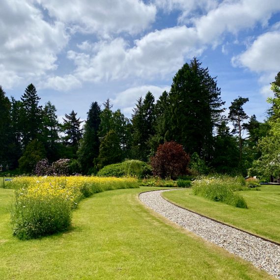 Perennial meadow turf