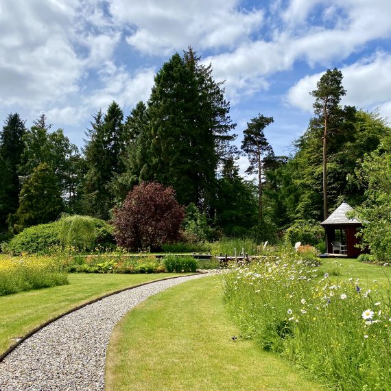 Perennial meadow turf