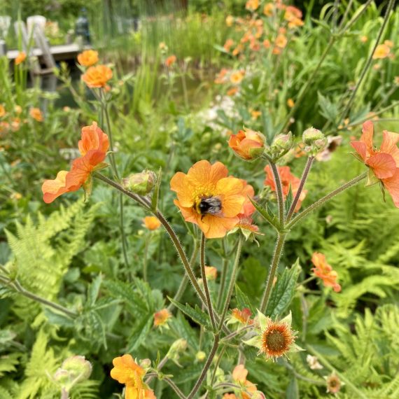 Geum Totally Tangerine totally doing its thing