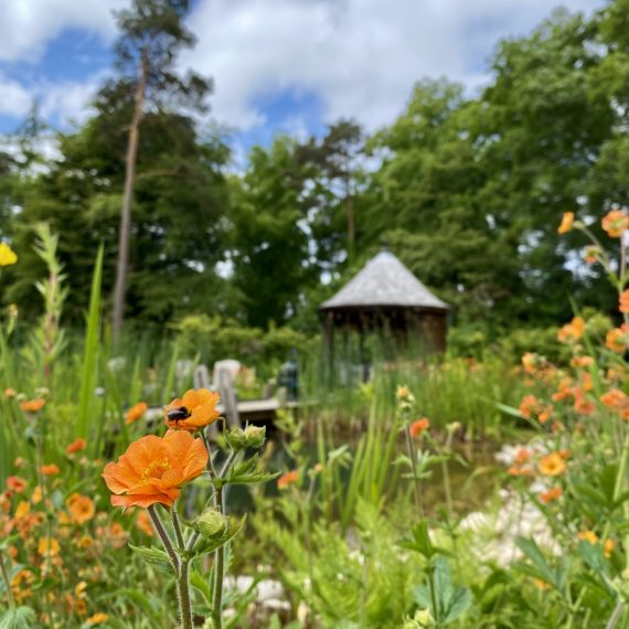 Geum Totally Tangerine