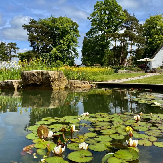 Water lilies in swimming pond