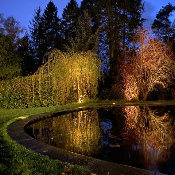 Garden lighting trees by swimming pond
