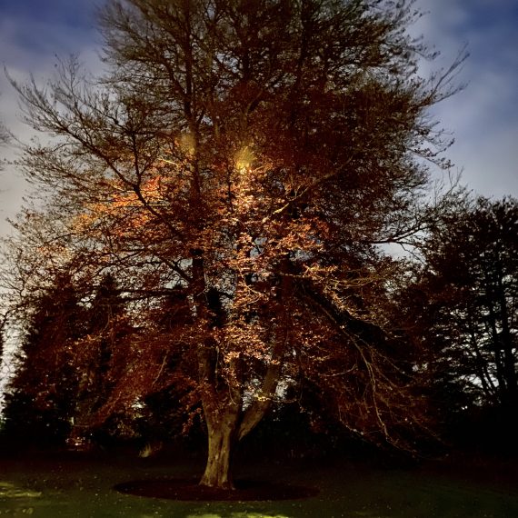 Garden lighting driveway trees with moonlight effect