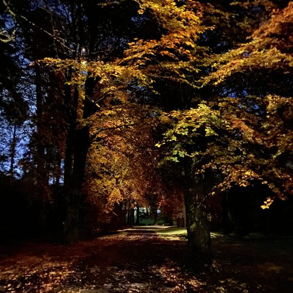 Driveway lighting using moonlight effect