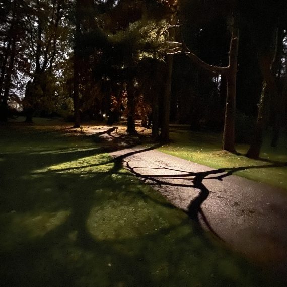 Garden lighting driveway trees with moonlight effect