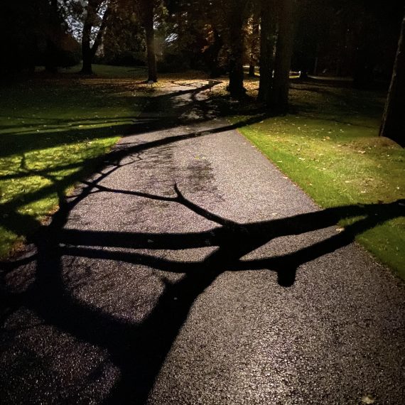 Garden lighting driveway trees with moonlight effect