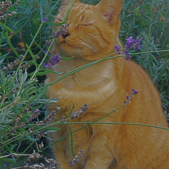 Garden visitor to Kate Atkinson's garden, designed by Carolyn Grohmann