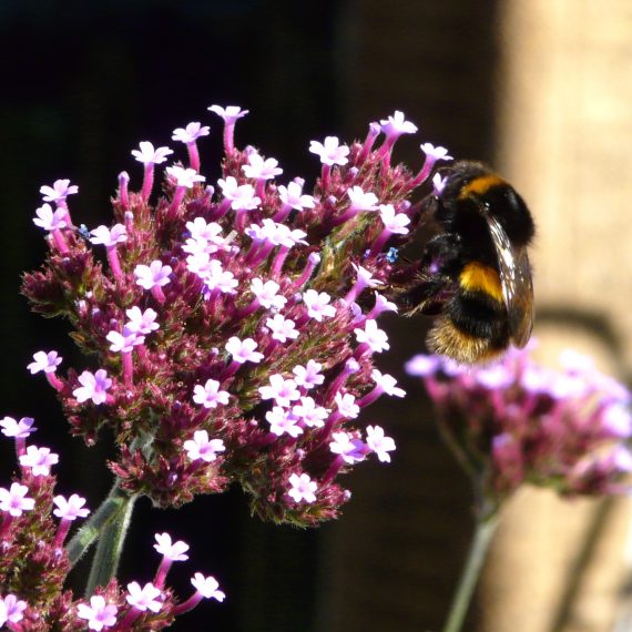 Bumble bee on Verbena bonariensis