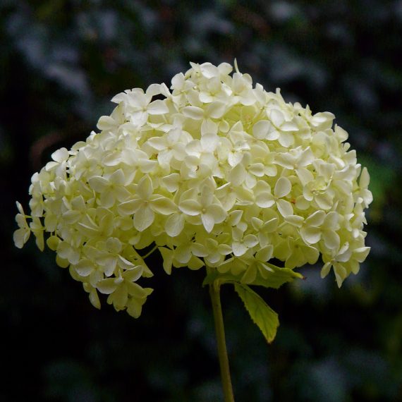 Hydrangea Annabelle