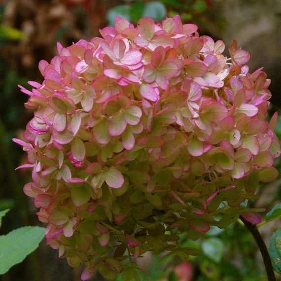 Hydrangea paniculata