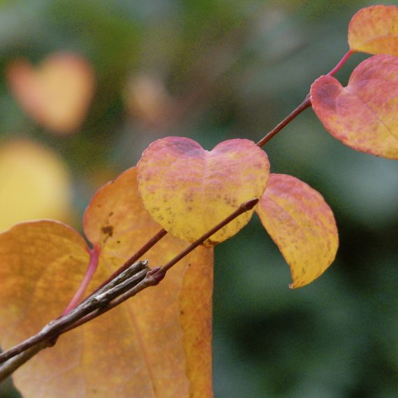 Cercidiphyllum Japonica