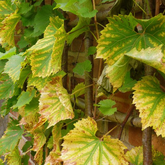 Vine on brick wall