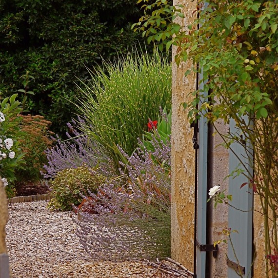 Planting at the side of the house. Garden designed by Carolyn Grohmann