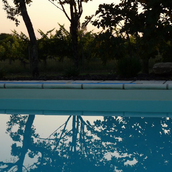 Fig tree reflections in the pool