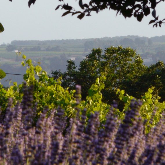 Lavender hedge and view across the Dordogne valley