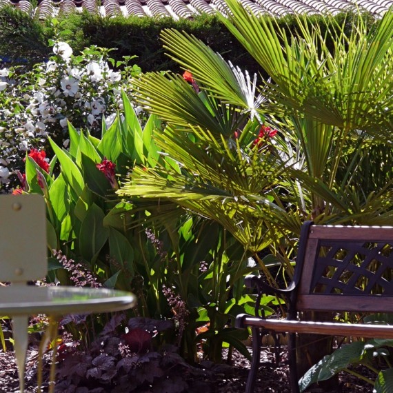 Lush planting including Trachycarpus and Canna lilies. Garden designed by Carolyn Grohmann