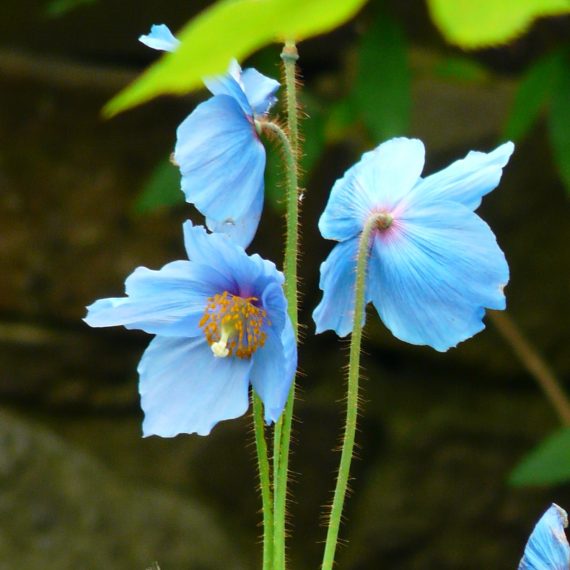 Meconopsis in Kate Atkinson's garden