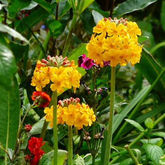 Candelabra primulas in Kate Atkinson's garden