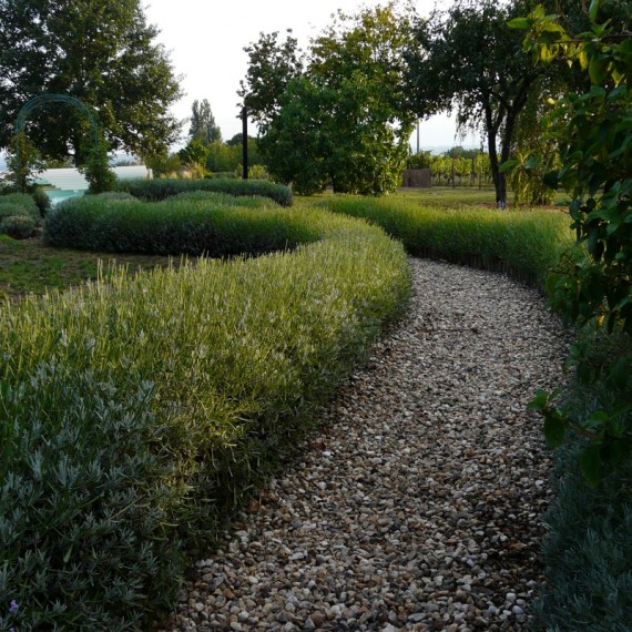 Lavender hedge leading to the pool. Garden designed by Carolyn Grohmann