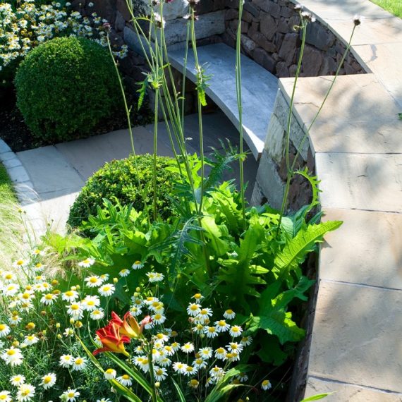 Box balls and Day Lilies, planting design by Carolyn Grohmann