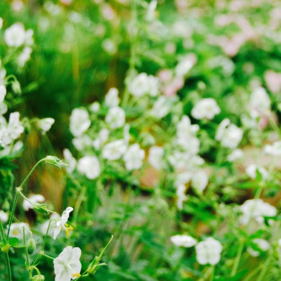 Geranium White Ness, garden designed by Carolyn Grohmann