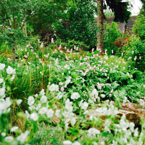 Geranium White Ness, garden designed by Carolyn Grohmann
