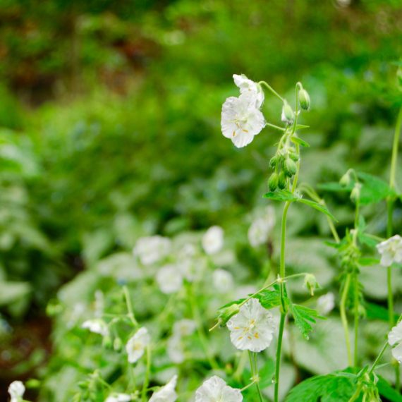 Geranium White Ness, garden designed by Carolyn Grohmann