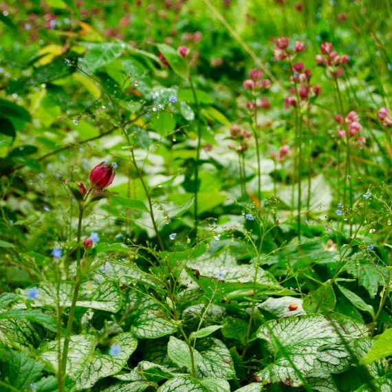 Boat of Garten borders designed by Carolyn Grohmann