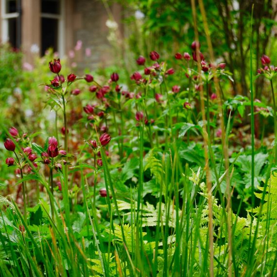 Boat of Garten borders designed by Carolyn Grohmann