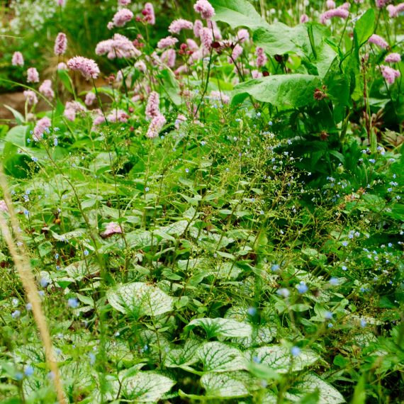 Boat of Garten borders designed by Carolyn Grohmann