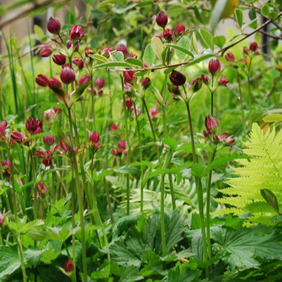 Boat of Garten borders designed by Carolyn Grohmann