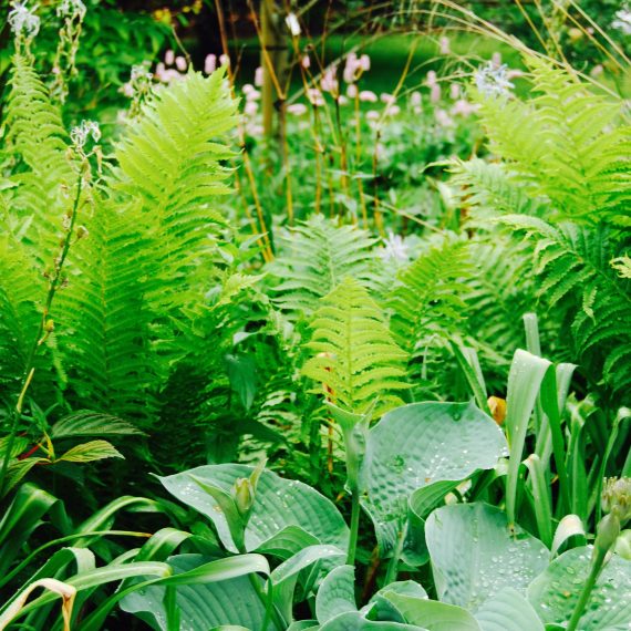 Ferns and Hostas, designed by Carolyn Grohmann