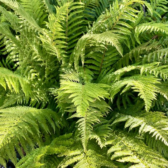 Victorian-style fernery