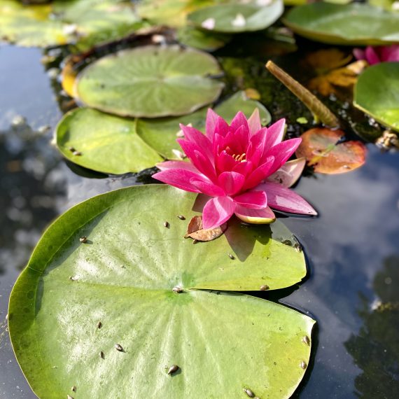 Water lily